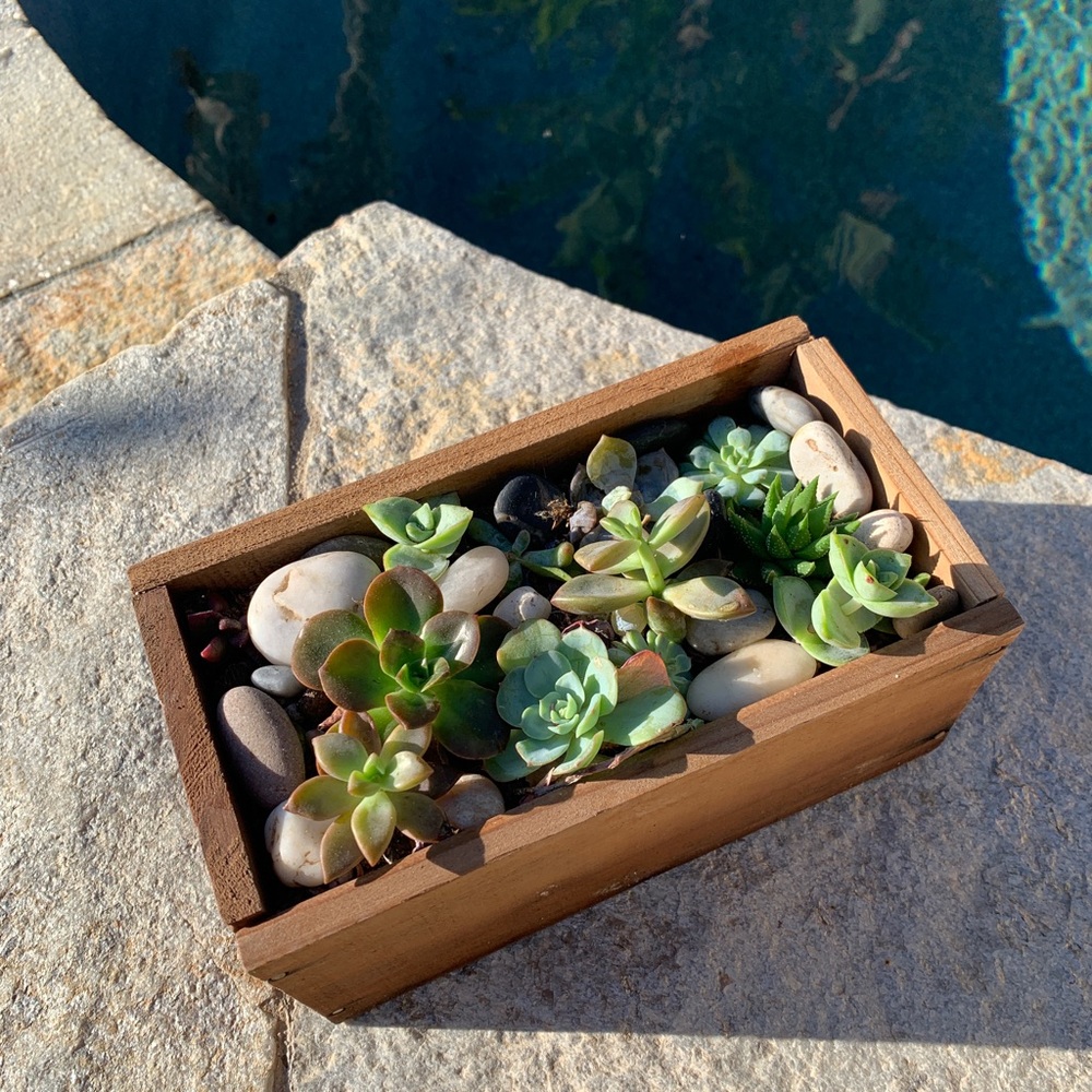 Wooden Succulent Box